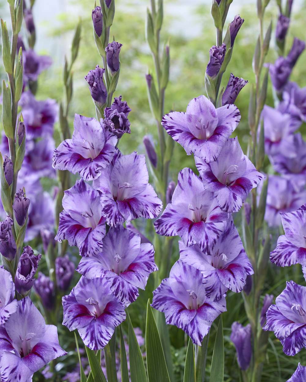 Gladiolus 'Passos®'